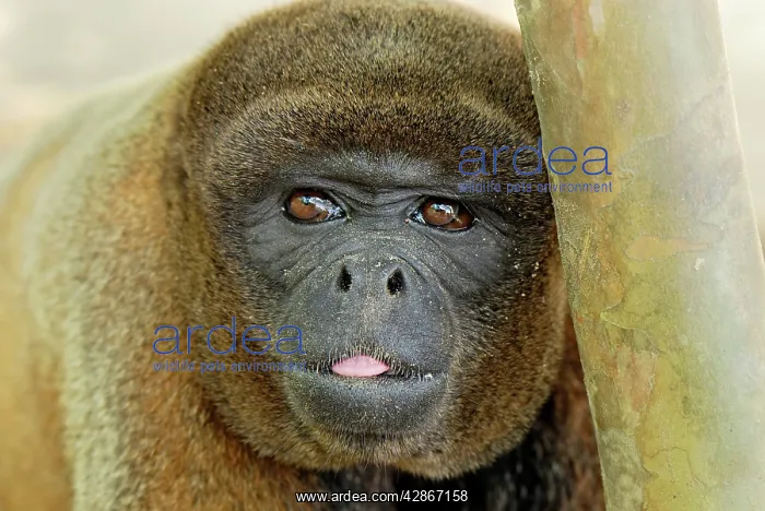 : Common Woolly Monkey : Common Woolly Monkey