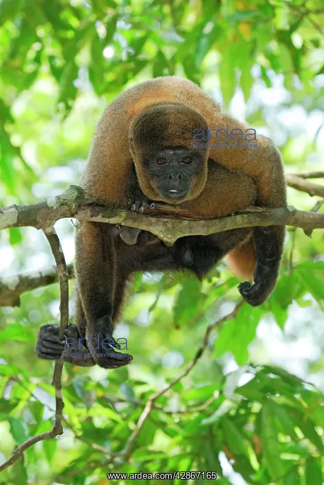 : Common Woolly Monkey : Common Woolly Monkey