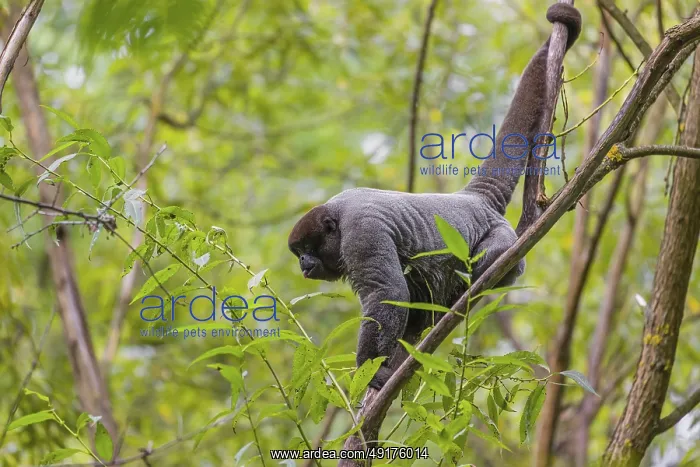 : A common woolly monkey, brown woolly monkey : A common woolly monkey, brown woolly monkey
