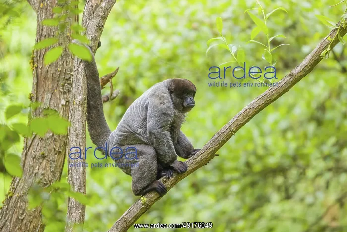 : A common woolly monkey, brown woolly monkey : A common woolly monkey, brown woolly monkey