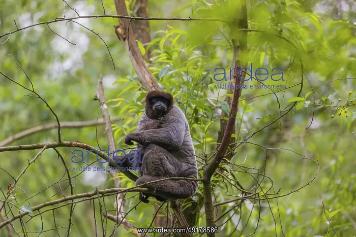 : A common woolly monkey, brown woolly monkey : A common woolly monkey, brown woolly monkey