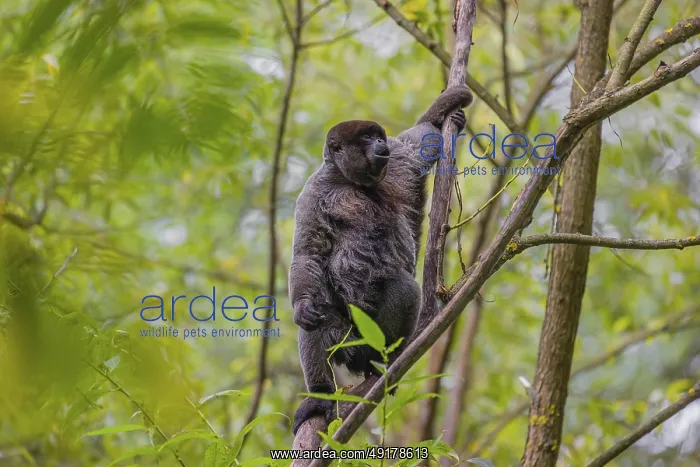 : A common woolly monkey, brown woolly monkey : A common woolly monkey, brown woolly monkey