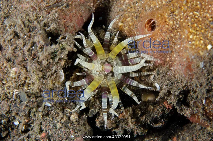 : Common Worm Anemone - Melasti dive site, Seraya : Common Worm Anemone - Melasti dive site, Seraya