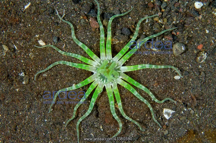 : Common Worm Anemone - Wreck Slope dive site, Tulamben : Common Worm Anemone - Wreck Slope dive site, Tulamben