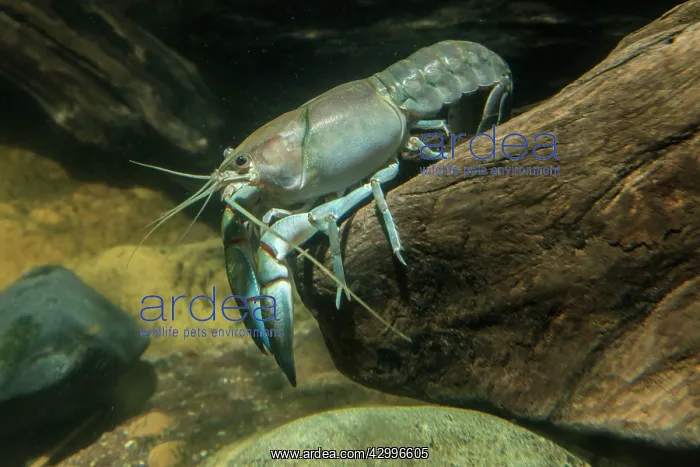 : Common Yabby on log : Common Yabby on log