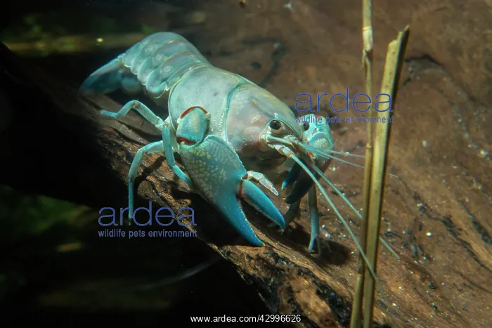 : Common Yabby on log Platypus prey underwater : Common Yabby on log Platypus prey underwater