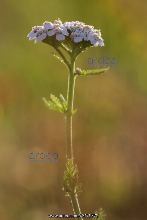 : Common Yarrow : Common Yarrow