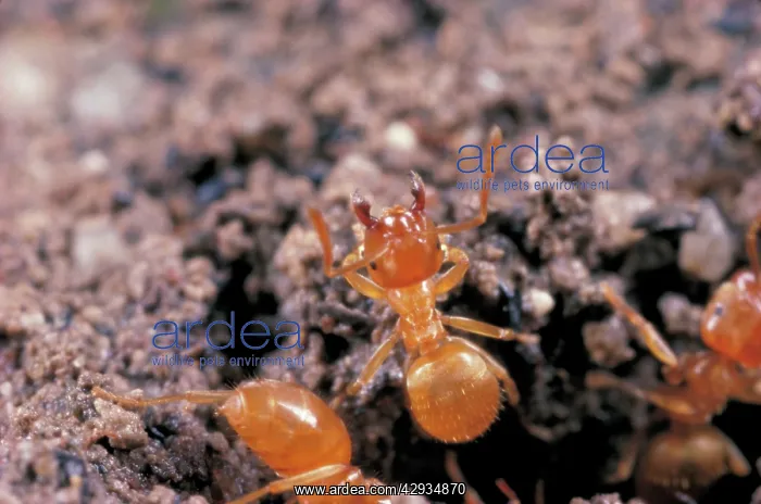 : Common Yellow Ant - worker guarding nest : Common Yellow Ant - worker guarding nest