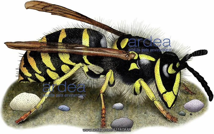 : Common Yellow Jacket Wasp : Common Yellow Jacket Wasp