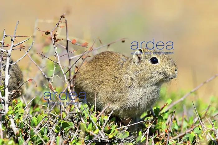 : Common Yellow Toothed Cavy : Common Yellow Toothed Cavy