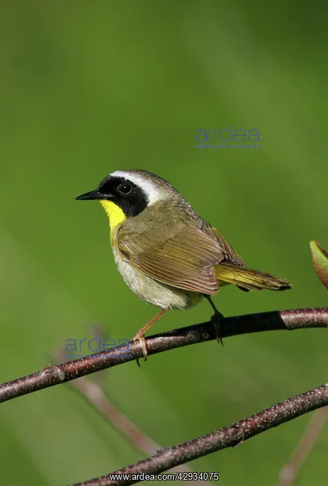 : Common Yellowthroat : Common Yellowthroat
