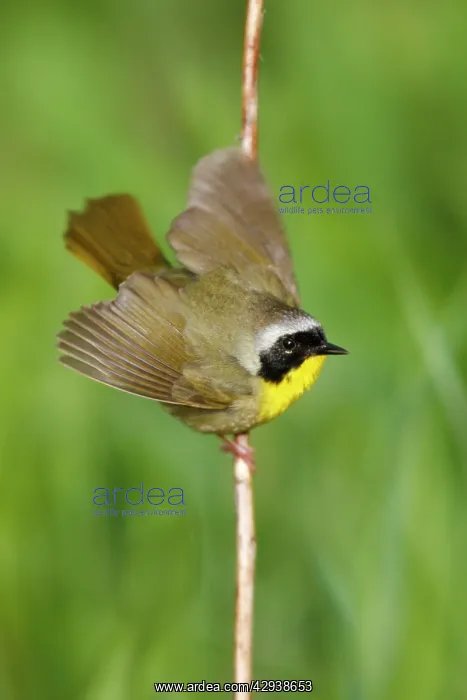 : Common Yellowthroat : Common Yellowthroat