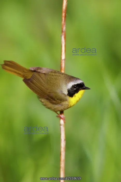 : Common Yellowthroat : Common Yellowthroat