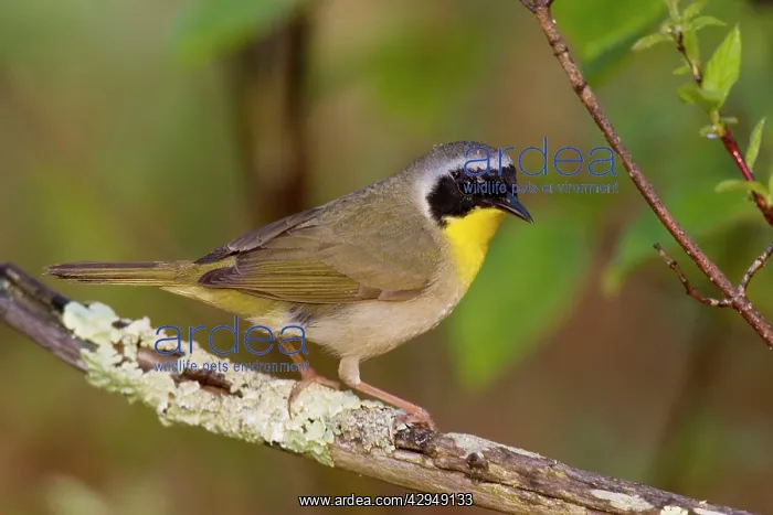 : Common Yellowthroat : Common Yellowthroat