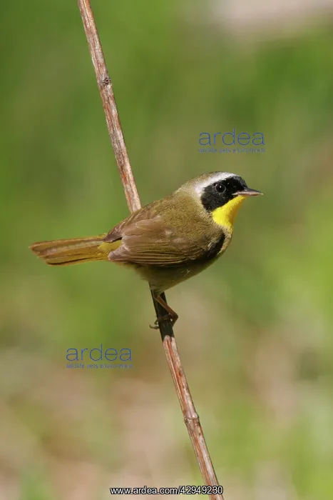 : Common Yellowthroat : Common Yellowthroat