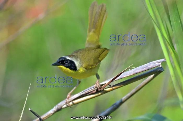 : Common Yellowthroat : Common Yellowthroat