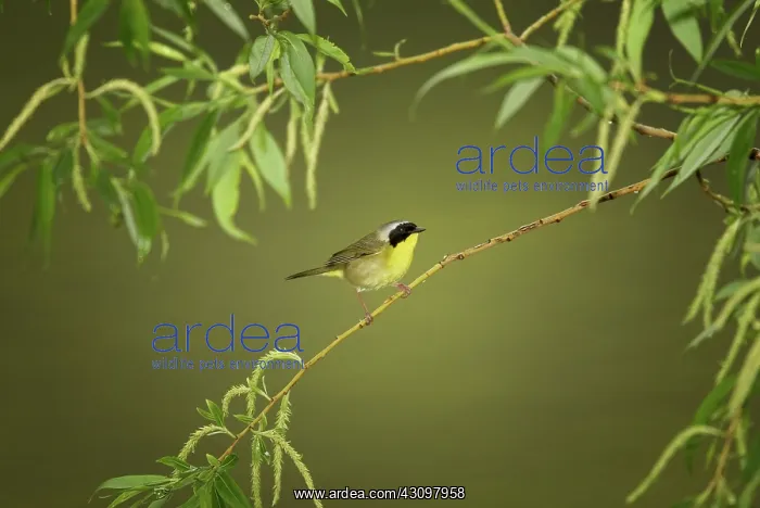 : Common Yellowthroat : Common Yellowthroat