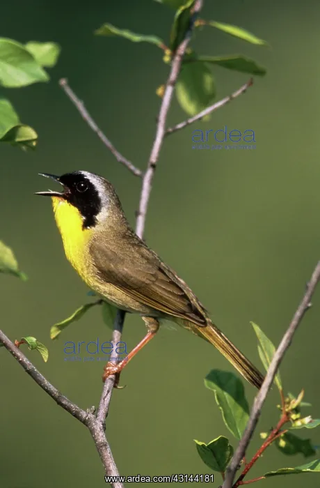 : Common Yellowthroat : Common Yellowthroat