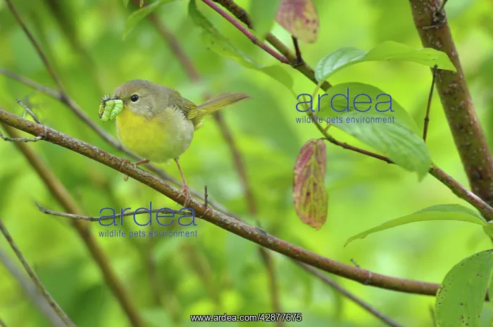 : Common Yellowthroat - female with food in mouth : Common Yellowthroat - female with food in mouth