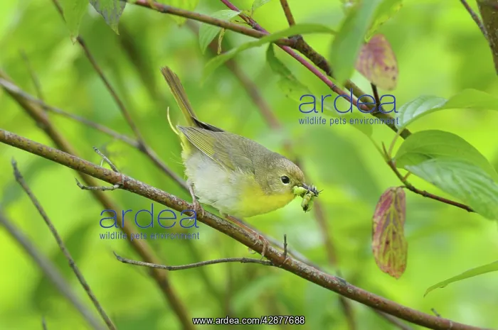  : Common Yellowthroat - female with food in mouth