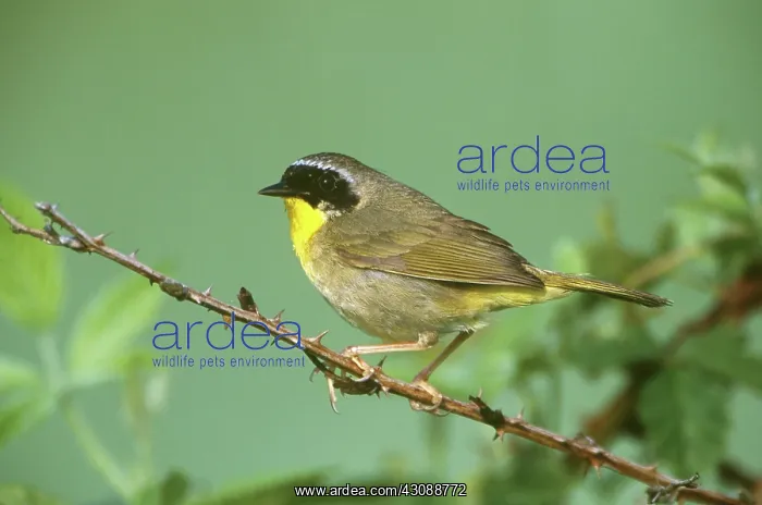 : Common Yellowthroat (Geothlypis trichas) : Common Yellowthroat (Geothlypis trichas)