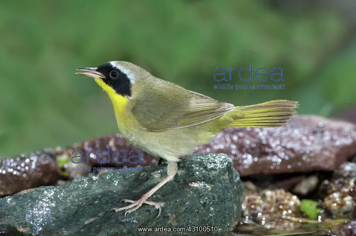 : Common Yellowthroat (Geothlypis trichas) : Common Yellowthroat (Geothlypis trichas)