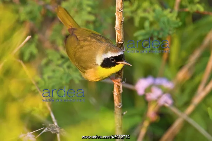 : Common Yellowthroat (Geothlypis trichas) : Common Yellowthroat (Geothlypis trichas)