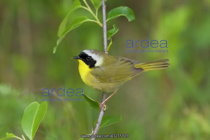 : Common Yellowthroat, Geothlypis trichas male. Connecticut in : Common Yellowthroat, Geothlypis trichas male. Connecticut in