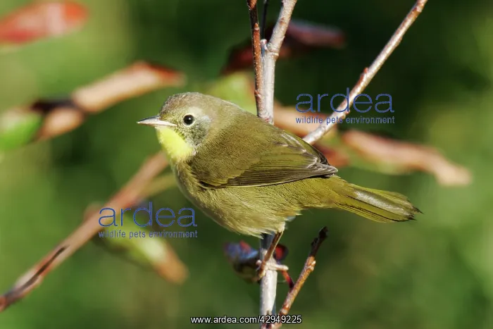 : Common Yellowthroat - immature male : Common Yellowthroat - immature male