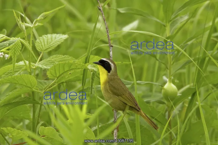: Common Yellowthroat - Male : Common Yellowthroat - Male