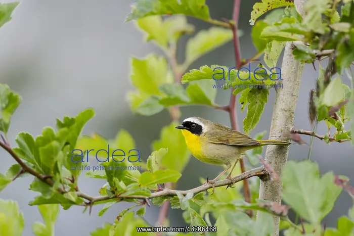 : Common Yellowthroat male (Geothlypis trichas) : Common Yellowthroat male (Geothlypis trichas)