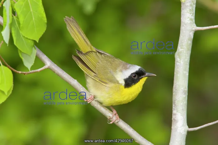 : Common Yellowthroat - Male perched on branch : Common Yellowthroat - Male perched on branch