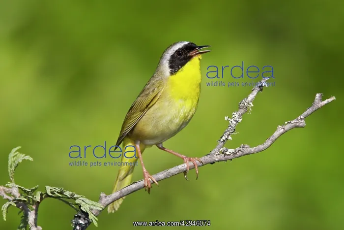 : Common Yellowthroat - Male perched on branch singing : Common Yellowthroat - Male perched on branch singing