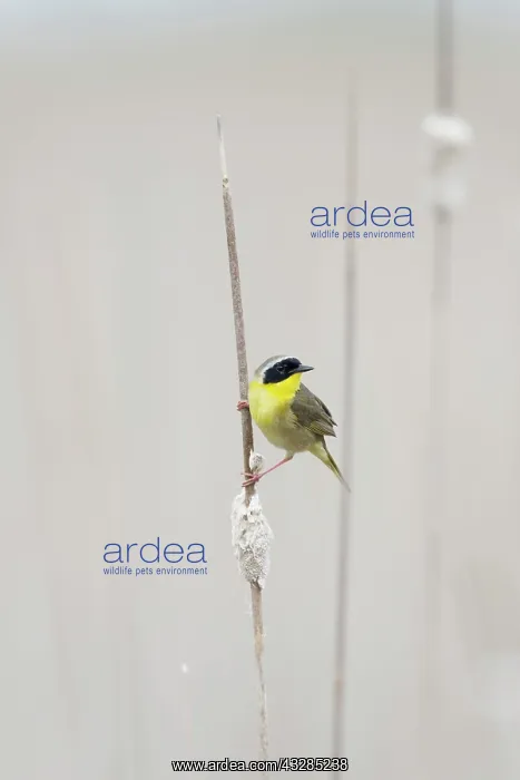 : Common Yellowthroat - male in reedbed habitat : Common Yellowthroat - male in reedbed habitat