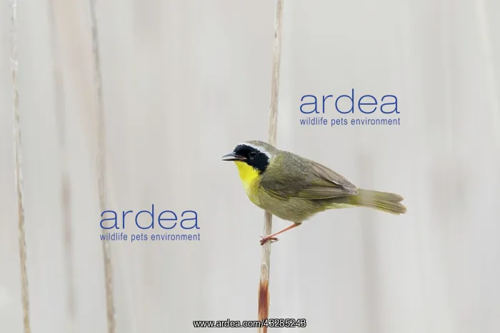 : Common Yellowthroat - male singing in reedbed habitat : Common Yellowthroat - male singing in reedbed habitat