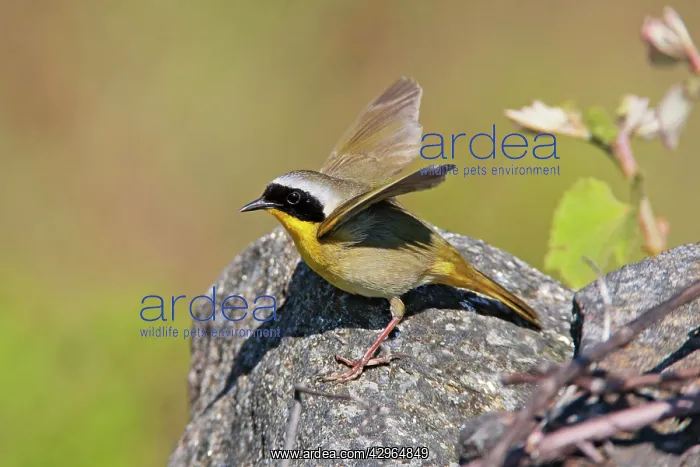 : Common Yellowthroat - Male on territory : Common Yellowthroat - Male on territory