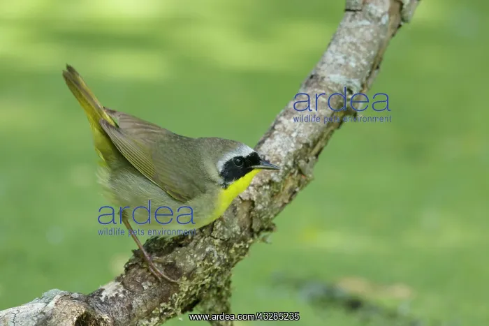 : Common Yellowthroat - male in wetland habitat : Common Yellowthroat - male in wetland habitat