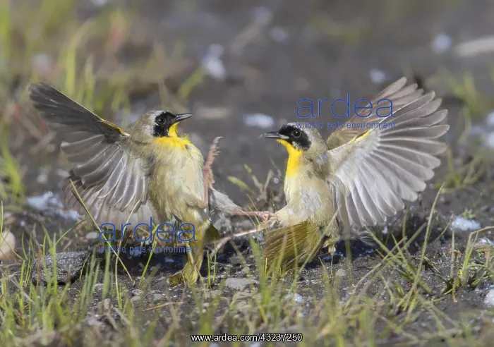 : Common Yellowthroat males fighting : Common Yellowthroat males fighting