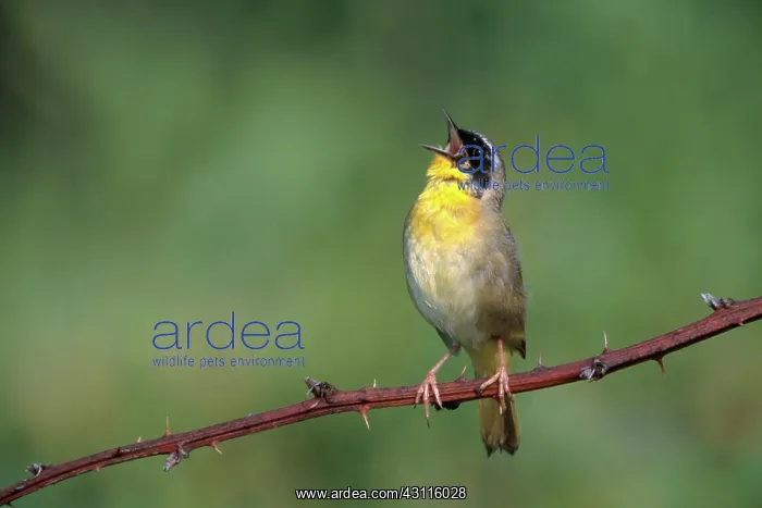 : Common Yellowthroat Singing : Common Yellowthroat Singing