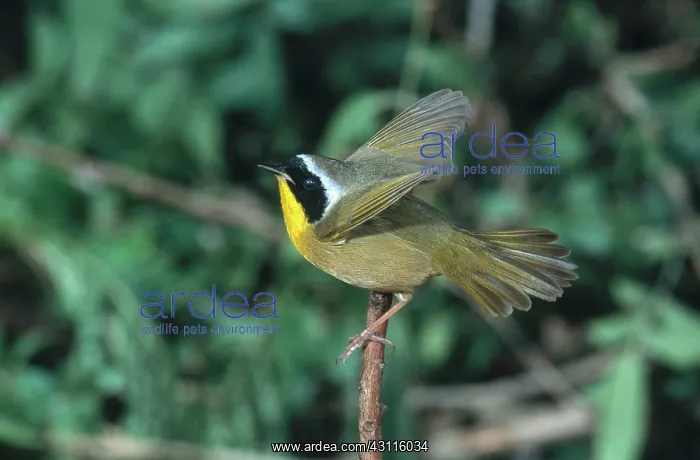 : Common Yellowthroat Taking Off : Common Yellowthroat Taking Off