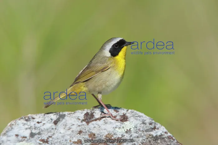 : Common Yellowthroat. On territory : Common Yellowthroat. On territory