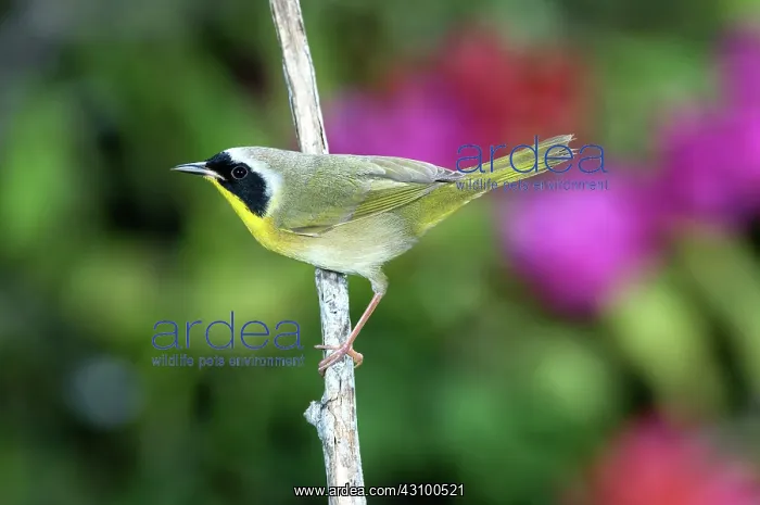 : Common Yellowthroat Warbler : Common Yellowthroat Warbler