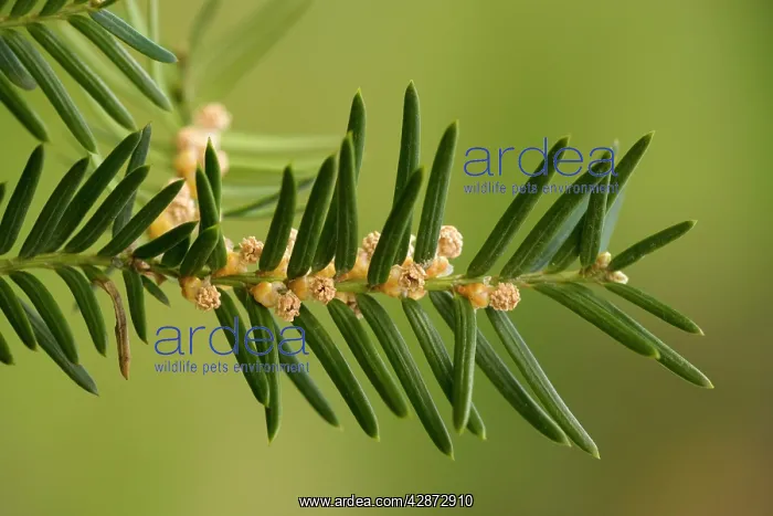 : Common yew, male flowers : Common yew, male flowers