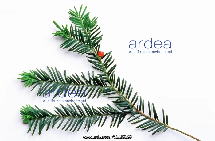 : COMMON YEW - NEEDLES : COMMON YEW - NEEDLES