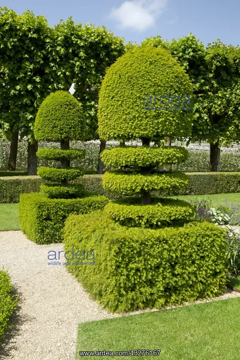 : Common yew (Taxus baccata) in topiary in Gardens : Common yew (Taxus baccata) in topiary in Gardens