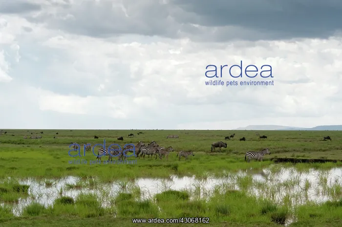 : Common Zebra : Common Zebra