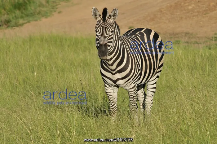 : Common Zebra : Common Zebra