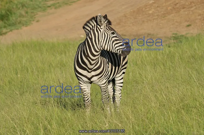 : Common Zebra : Common Zebra