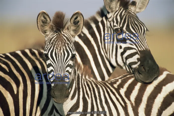 : Common Zebra : Common Zebra