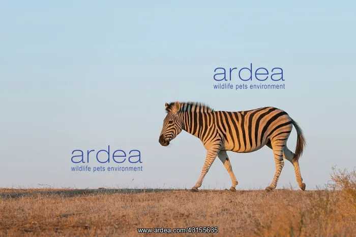 : Common Zebra : Common Zebra